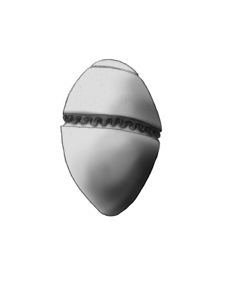 Dictyocha speculum